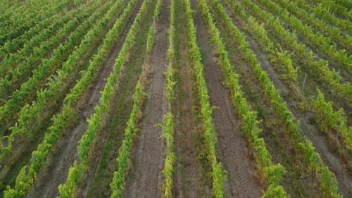 Aerial View of Vineyards Field Plantation on Sunset