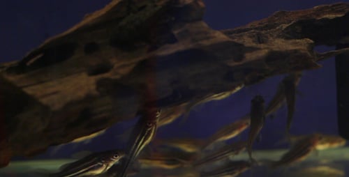 Striped Fish Swimming around Driftwood in Aquarium