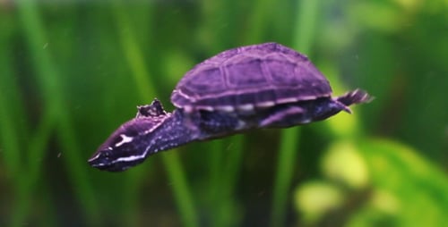 Seltene Schildkröte