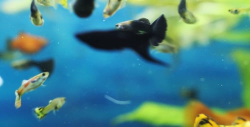 Der Fisch 7