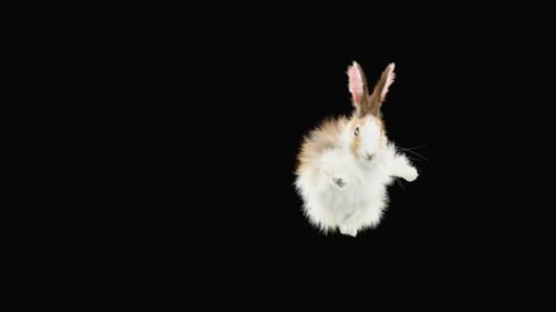 Cute Fluffy Rabbit Hopping on Transparent Alpha Channel Background