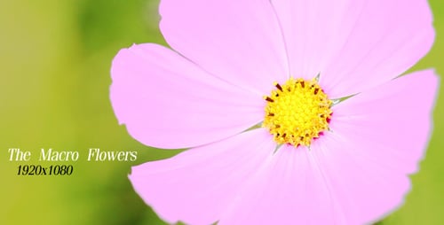 La Macro Flower