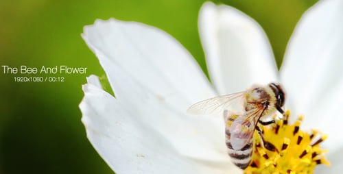 Bee Pollinating a White Flower Close-Up