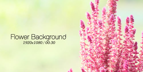 Flower Background 2