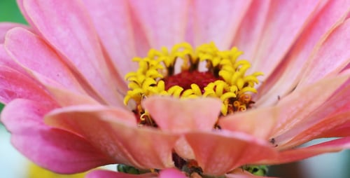 The Macro Flower 4