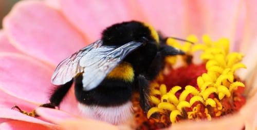 Bumblebee Foraging on Pink Springtime Flower