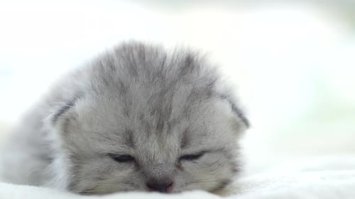 Close Up Cute Persian Kitten Lying On White Bed