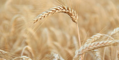 Golden Wheat Gently Blowing in Field