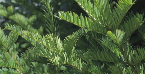 Fir Tree 01