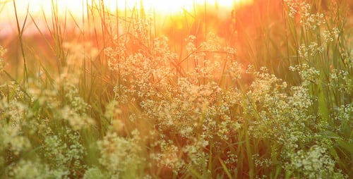 Golden Wildflowers Glowing in Meadow at Sunrise