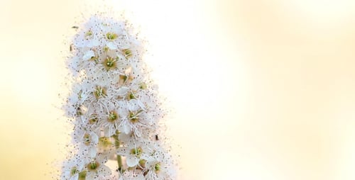 Die schneeweiße Blume