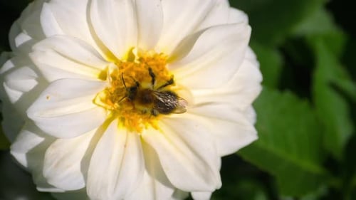 Bumblebee on Dahlia Flower