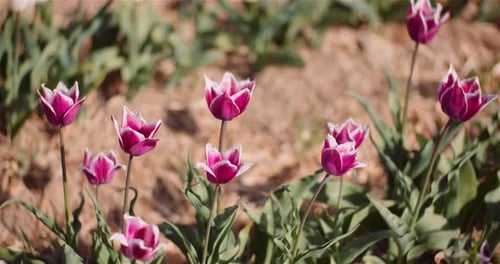 Beautiful Tulips Blooming on Flowers Plantation