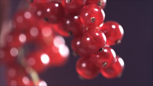 Closeup View of Falling Red Currant From Currant Tree