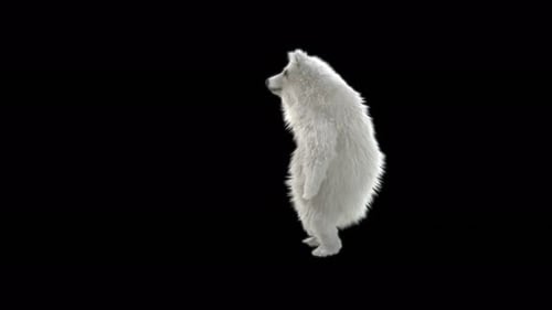 Fluffy White Dog Begging on Hind Legs 3D Animated Loop
