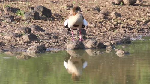Ägyptische Gans putzt seine Federn