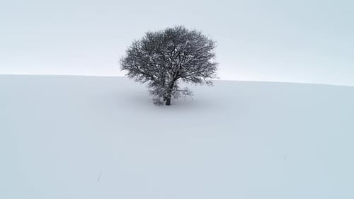 Winter Landscape With Lonely Tree
