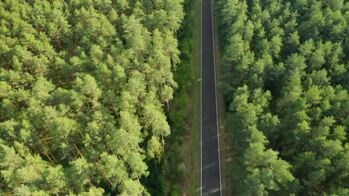 Flight Over the Empty Road in the Green Spruce Forest