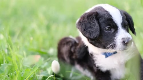 A Little Black and White Puppy with Fleas She Sits in the Park and Wipes the Fur