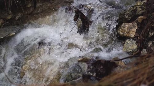 Crystal Clear Mountain Stream Water Flow in Forest Nature Park
