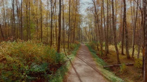 Drone Flight in the Forest in Golden Autumn the Camera is Directed Upwards Blue Sky Treetops From
