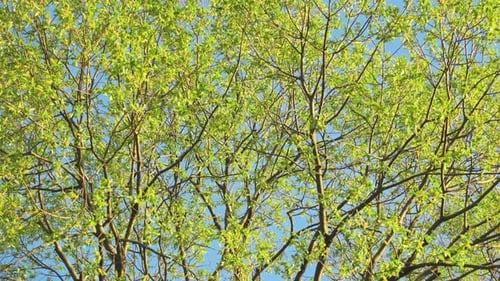 Schöner grüner Baum und blauer Himmel