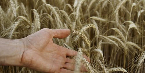Hand Touches Ripe Wheat in Golden Field