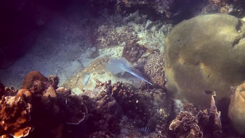 Sea Stingray Swims Over Coral Reef in Sun Rays