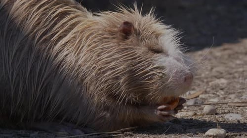 Filmmusik Nahaufnahme eines feuchten Nutria Animal mit geschlossenen Augen, das frische Karotten isst