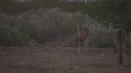 whitetail deer in texas,