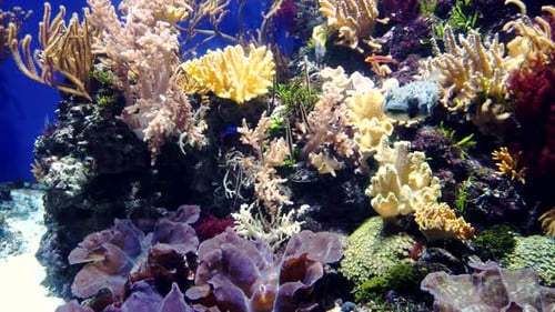 Blauer exotischer Meeresfisch mit Stacheln, die direkt zur Kamera schwimmen