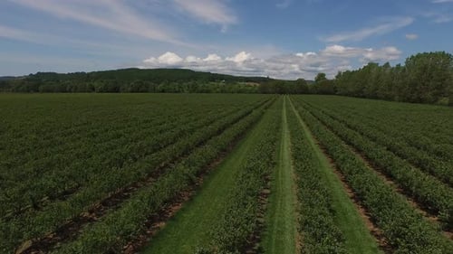 Aerial view of tractor mowing and spraying blueberry field