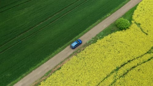 Aerial View Overhead of Blue Car Moving Along Country Road Between Yellow Rapeseed Fields