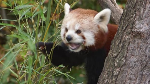 Red Panda Closeup