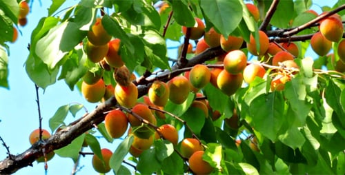 Apricot Tree Branches Loaded with Ripe Fruit