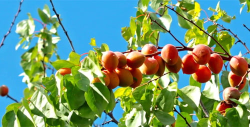 Apricots 5