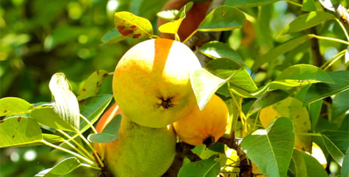 Pear Tree 4