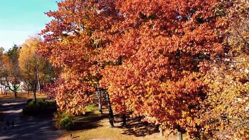 Aerial drone view of a flying in the autumn park.