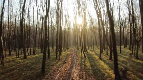 FPV Drone Flight Through an Autumn Forest at Sunset