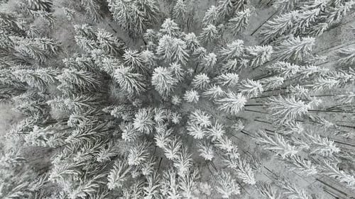 Aerial Top Down Flyover Shot of Winter Spruce and Pine Forest. Trees Covered with Snow