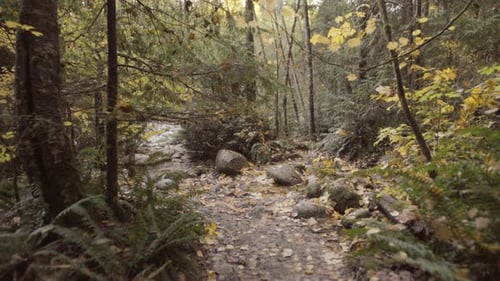 Wide shot of beautiful autumn forest scenery revealing small stream
