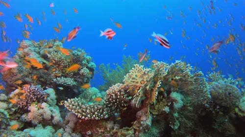 Underwater Scene Tropical Reef