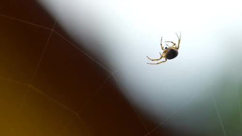 Spider Weaves a Web