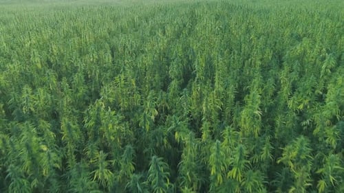 Narcotic Cannabis Plants Growing in Endless Marijuana Plantation Outdoors, Large Narco Fields of