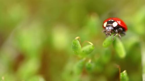 Close-up Wildlife of a Ladybug in the Green Grass in the Forest