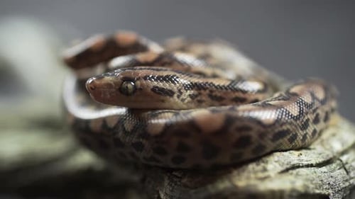 Exotic Snake Coiled on Branch Close-Up