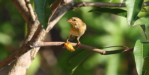 Weaver Bird Breakfast 2