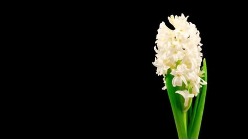 Hyacinth Blossom Time Lapse on Black Background