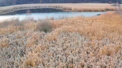 Lake And Reeds