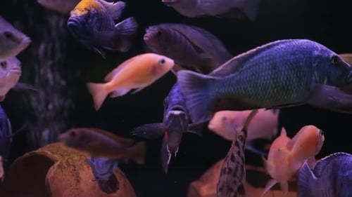 Acuario con cíclidos peces coloridos